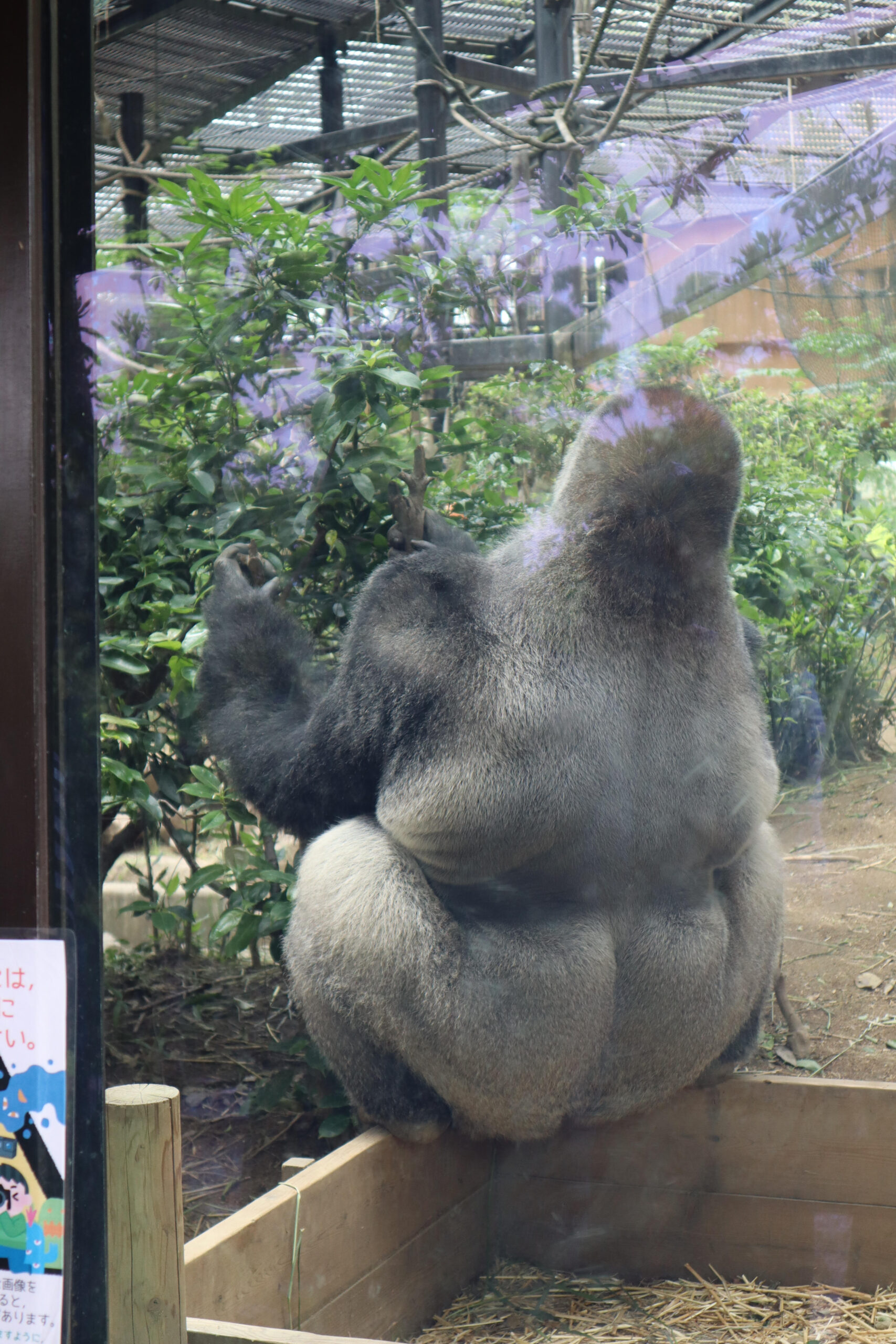 関西で唯一！ゴリラが見れる京都市動物園に行ってみた